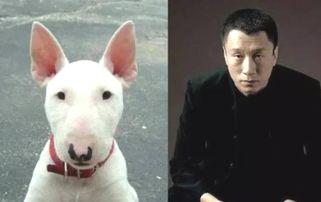 孙红雷和狗的照片,萌态十足